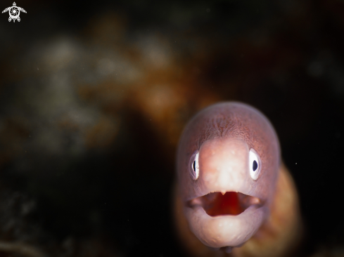 A White Eyed Moray Eel