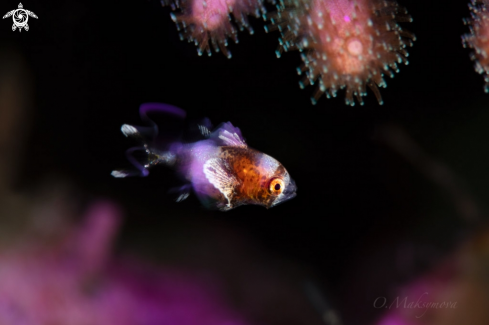 A Juvenile Harlequin Sweet Lips (Plectorhinchus chaetodonoides