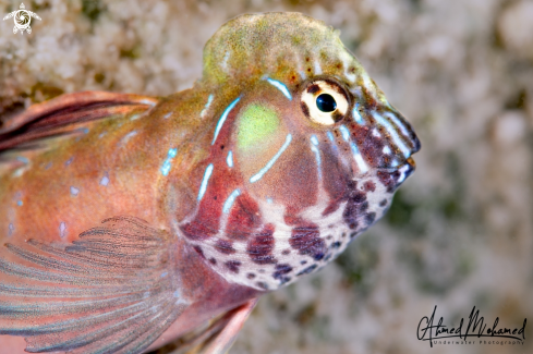 A Arab Blenny 