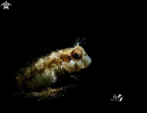 A Seaweed blenny