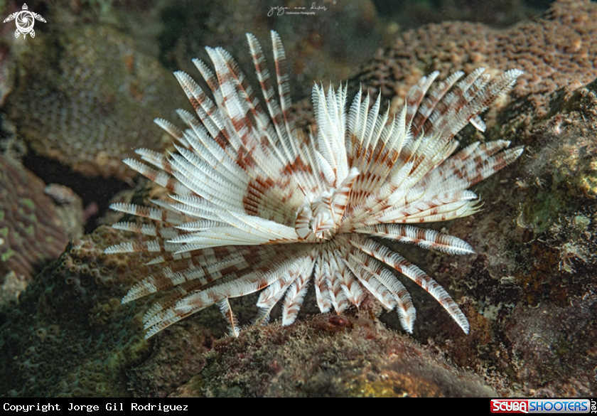 A Magnificent feather duster worm