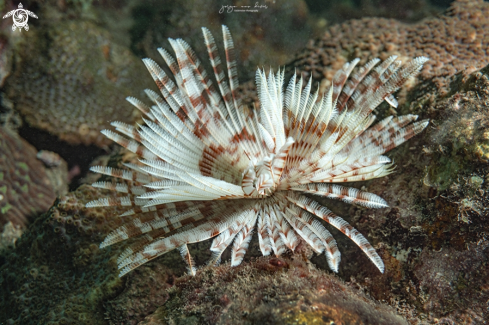 A Magnificent feather duster worm