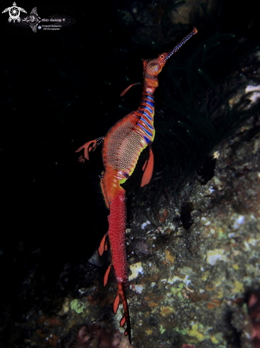 A Phyllopteryx taeniolatus (Lacepède, 1804) | Weedy Sea Dragon