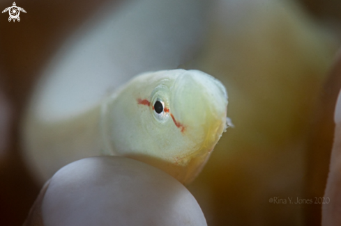 A Siokunichthys nigrolineatus | Mushroom Coral Pipefish