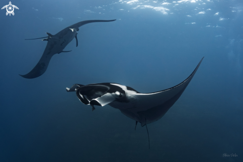 A Giant Oceanic Manta