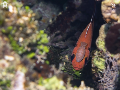 A Blackbar Soldierfish and Cymothoid Isopod