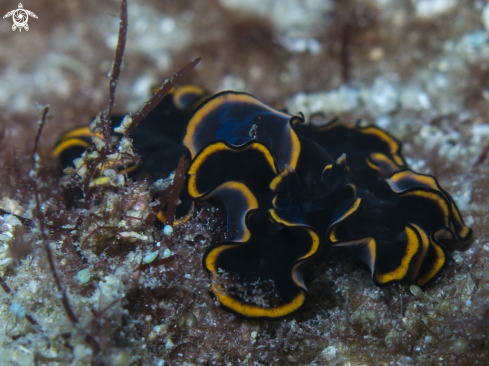 A Splendid Flatworm