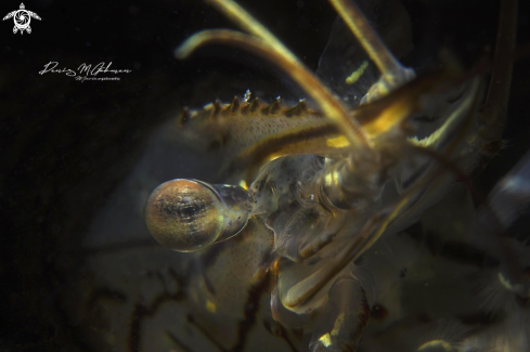 A Dendrobranchiata & Caridea | shrimp 