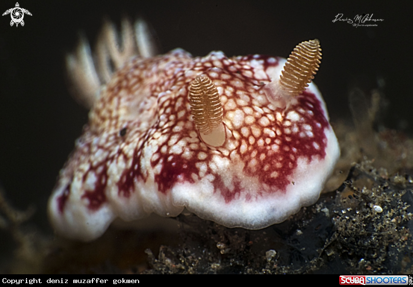 A spotted nudibranch