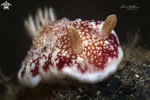 A goniobranchus reticuatus  | spotted nudibranch