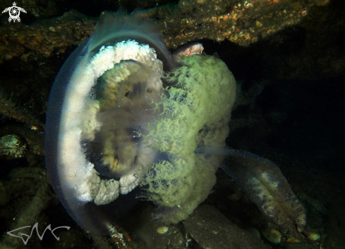 A Pseudorhiza haeckeli | Haeckel's Jelly