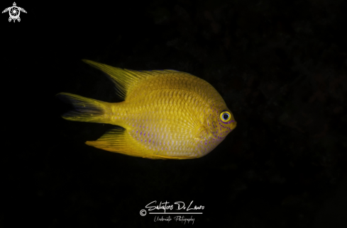 A Amblyglyphidodon aureus, Cuvier, 1830 | Yellow damselfish