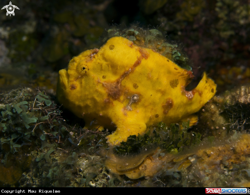 A Longlure Frogfish