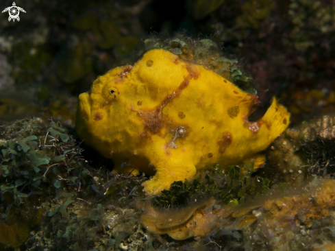 A Antennarius multiocellatus | Longlure Frogfish