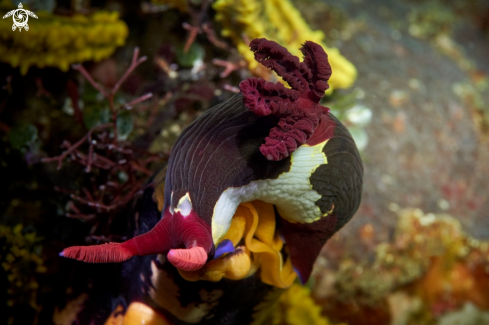 A Nembrotha chamberlaini | NUDIBRANCH