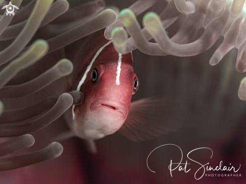 A Anemone fish