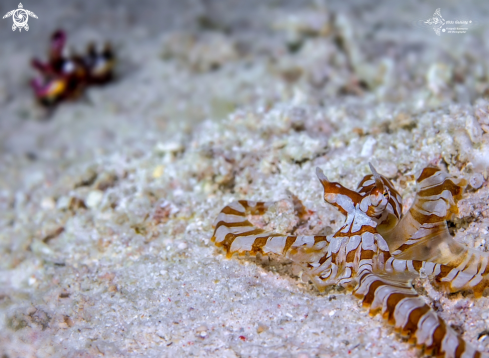 A Wonderpus Octopus + Flamboyant Cuttlefish