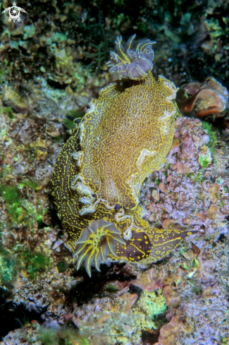 A nudibranch