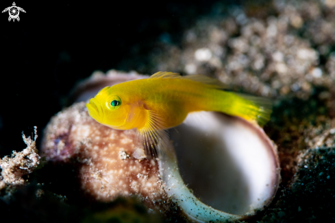 A Yellow Coral Goby 