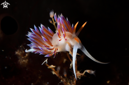 A Nudibranch