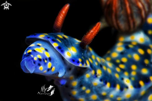 A Hypselodoris 