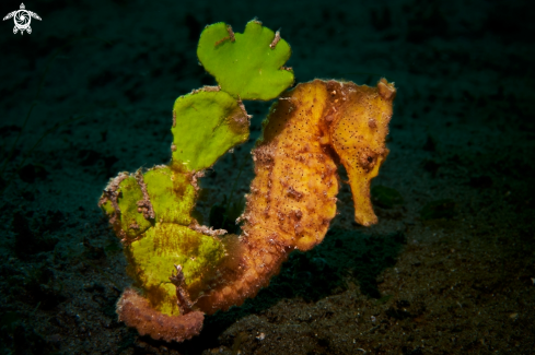 A Hippocampus kelloggi | SEAHORSE