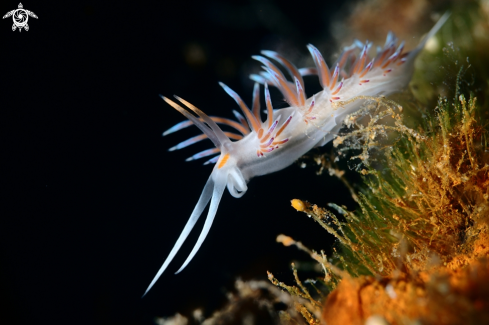 A Cratena peregrina nudibranch