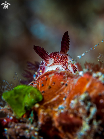 A Jorunna funebris | Nudibranch