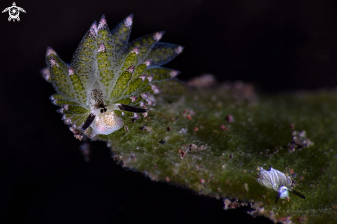 A Leaf Sheep (Costasiella kuroshimae) and Rabbit Costasiella (Costasiella usagi)