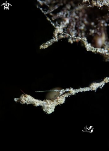 A Lembeh Pygmy Pipedragon