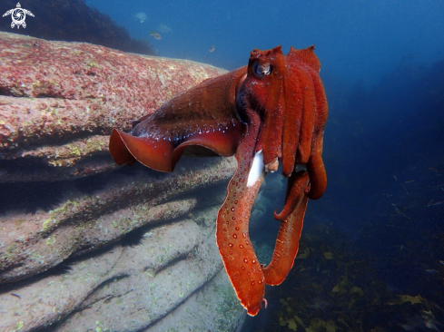 A Australian giant cuttlefish