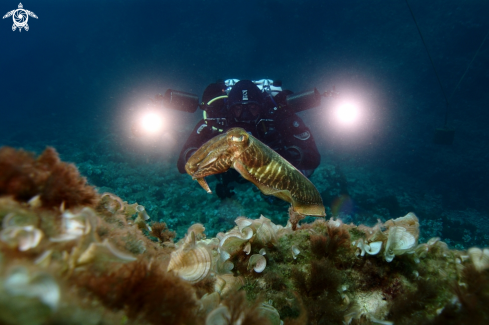 A Sepia officinalis | Common cuttlefish