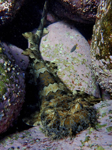 A Banded wobbegong