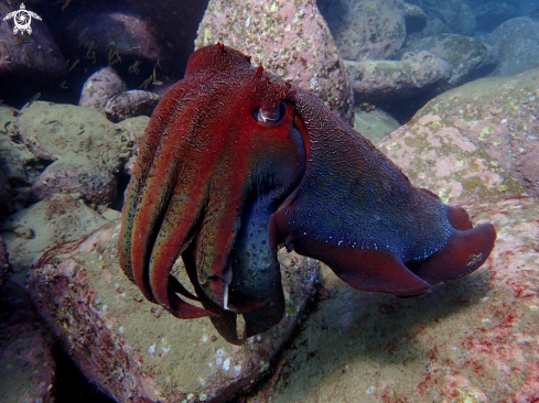 A Australian giant cuttlefish