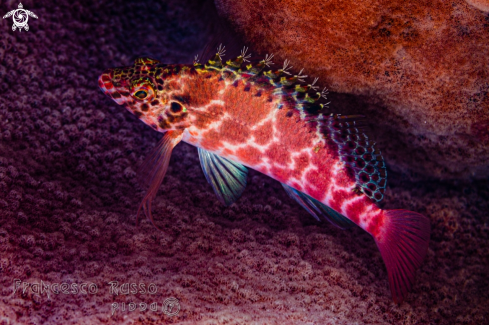 A Cirrhitichthys aprinus | Threadfin Hawkfish