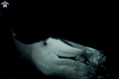 A Manta