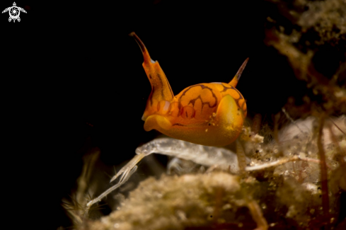 A Siphopteron tigrinum | Batwing slug