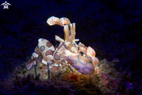 A Harlequin Shrimp