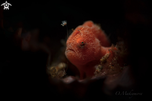 A Tiny frogfish  (Antennarius pictus) 