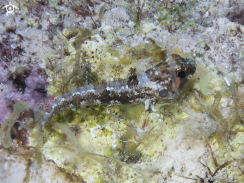 A Longfin Blenny