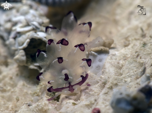 A Harlequin Glass Slug