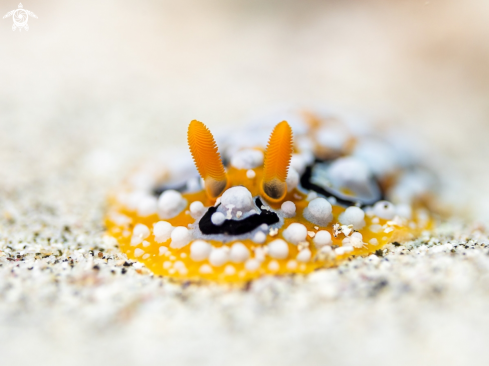 A Phyllidia ocellata | Nudibranch