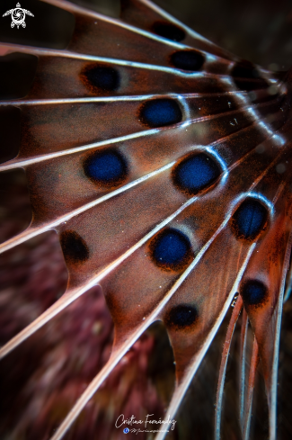 A Lion fish