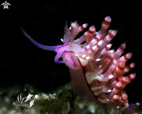 A Coryphellina sp nudibranch 