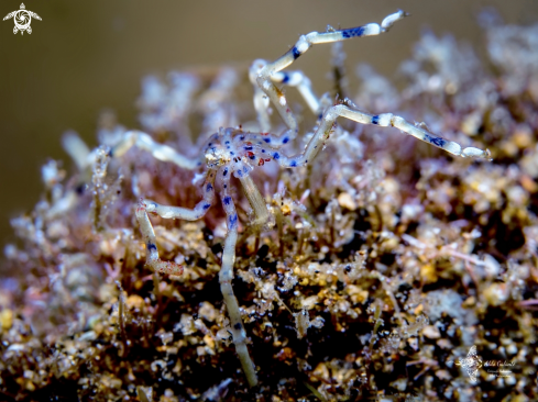 A Sea Spider 