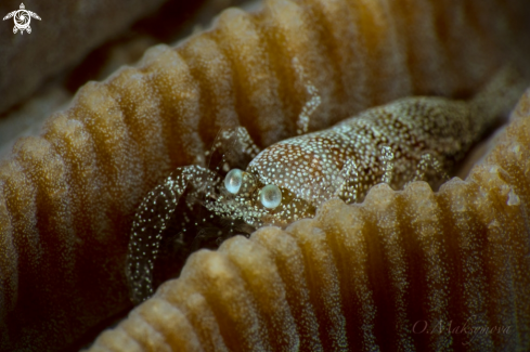 A Scorpion shrimp (Metapontonia scorpio symbiotic with coral Goniastrea)