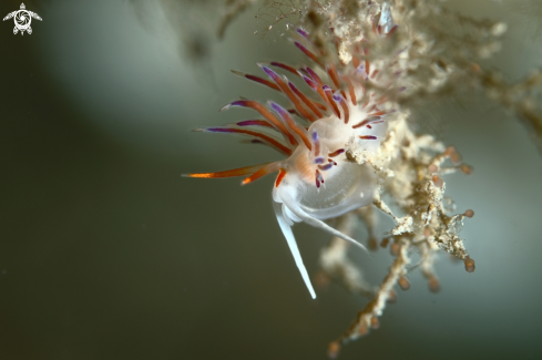 A Cratena peregrina nudibranch