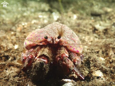A Anemone hermit crab