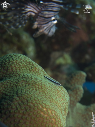 A Caribbean Neon Goby and Lionfish