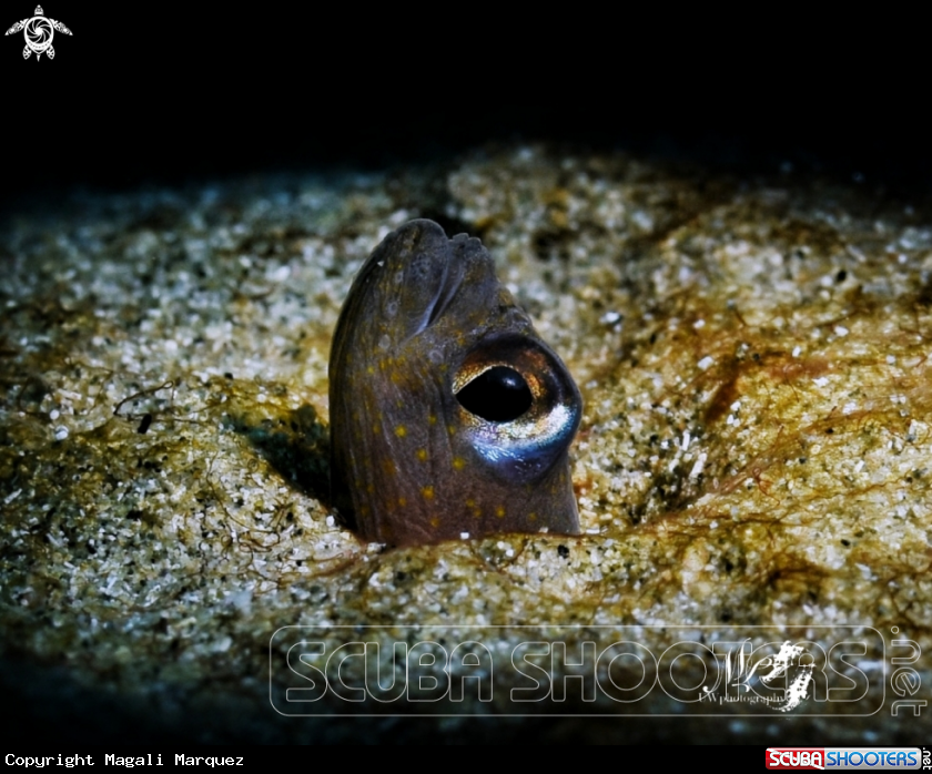 A Brown garden eel